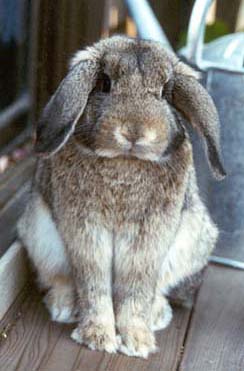 FLOOPYBUNNY.jpg